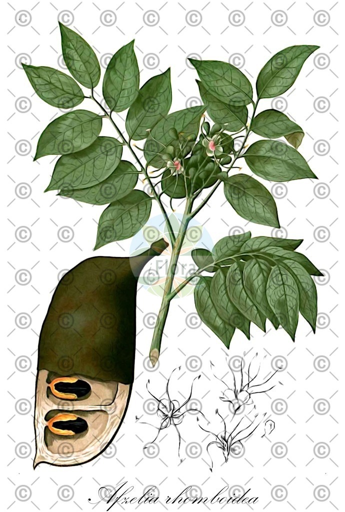 HistAbb_wfo-0000206081_1_ENZY_Simple | Historische Abbildung von Afzelia rhomboidea - Fabaceae | Historical Illustration of Afzelia rhomboidea - Fabaceae