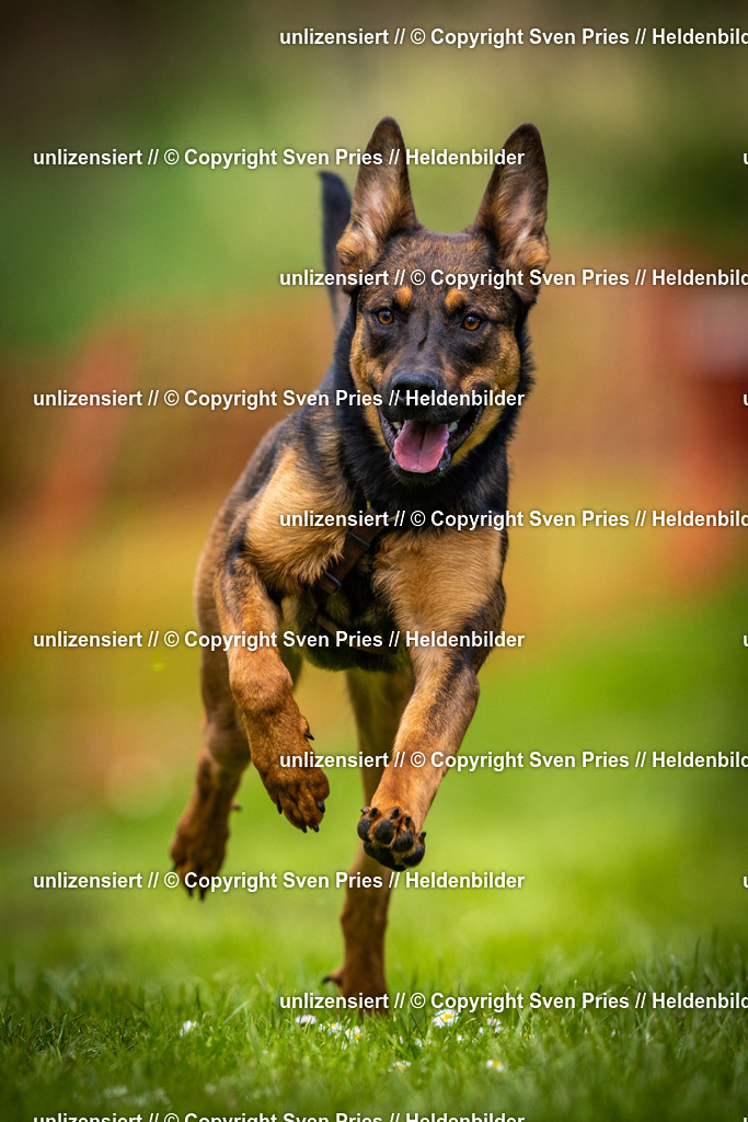 Sven Pries | 2025-04-13 - Hunderennen Baden-Baden - Realisiert mit Pictrs.com