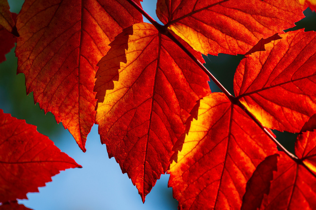 2023_08_13_HH-BOTANISCHER-GARTEN_MCP1531 | Hochwertig gedruckte Fotografien für die Wand, als Kalender und zum Verschenken. Hamburg & Norddeutschland und überall wo ich mit der Kamera unterwegs war.