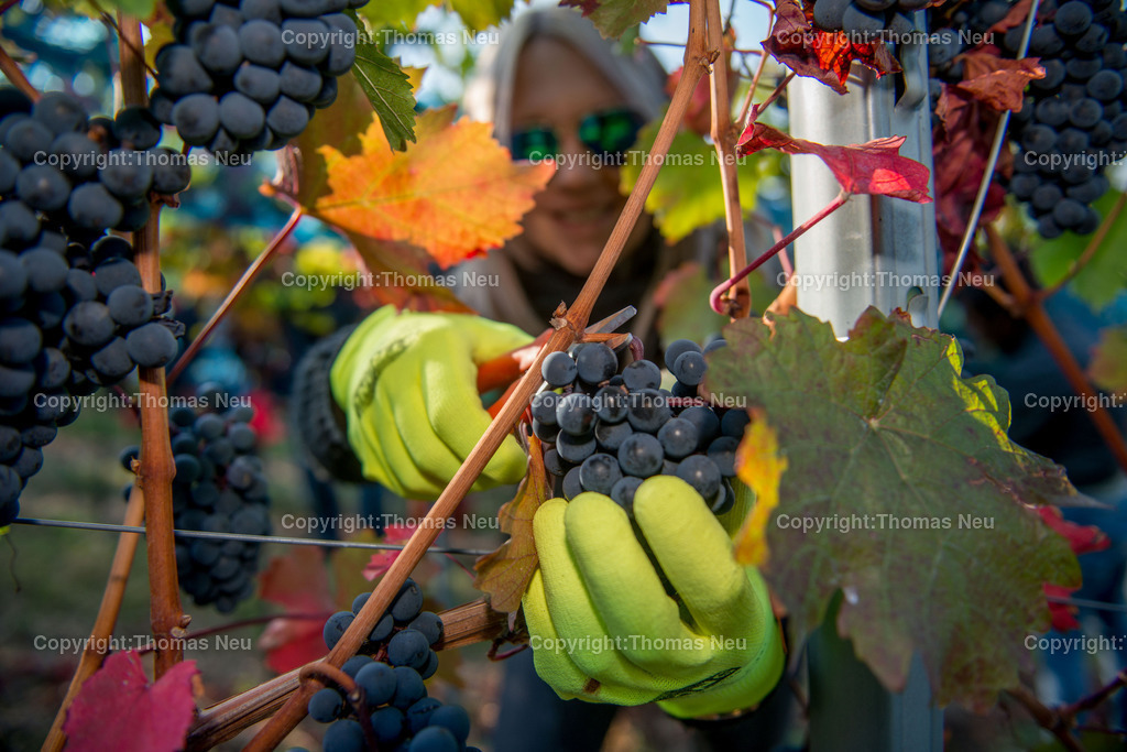 BA_Lesestoff_Thomas_Neu_07 | Thema Wein, Weinlese, ,, Bild: Thomas Neu