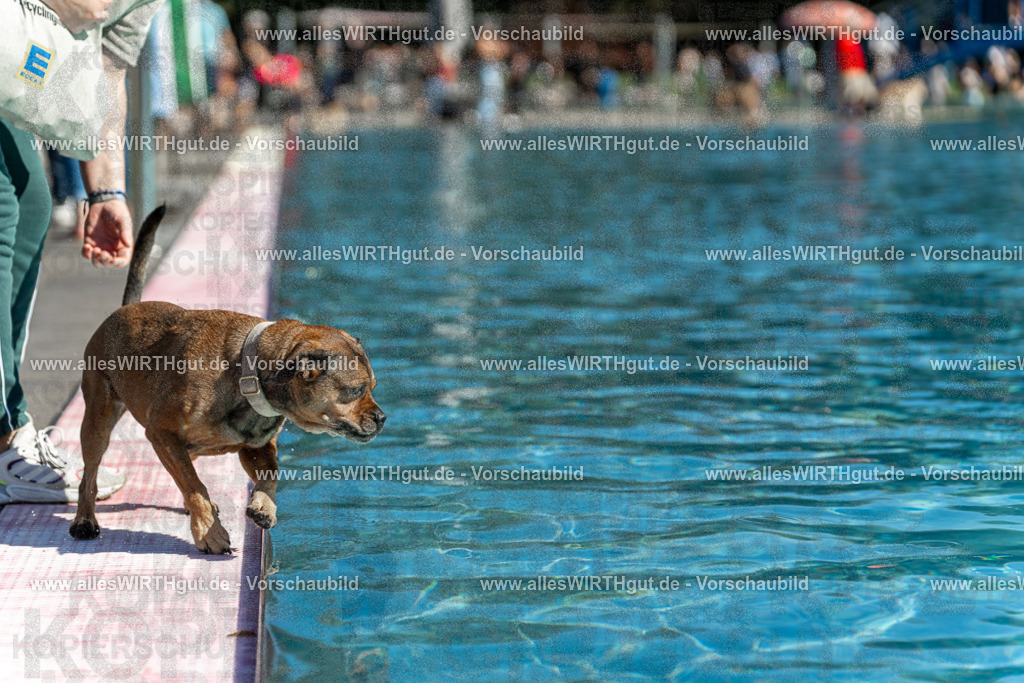 Hundeschwimmen_Volksbad_2026-allesWIRTHgut_Tierfotografie-2609061120-103014-7R509554 | Professionelle Tierfotografie in Mönchengladbach von Daniel Wirth (allesWIRTHgut). Liebevolle & natürliche Bilder von Hunden & Katzen für unvergessliche Erinnerungen.