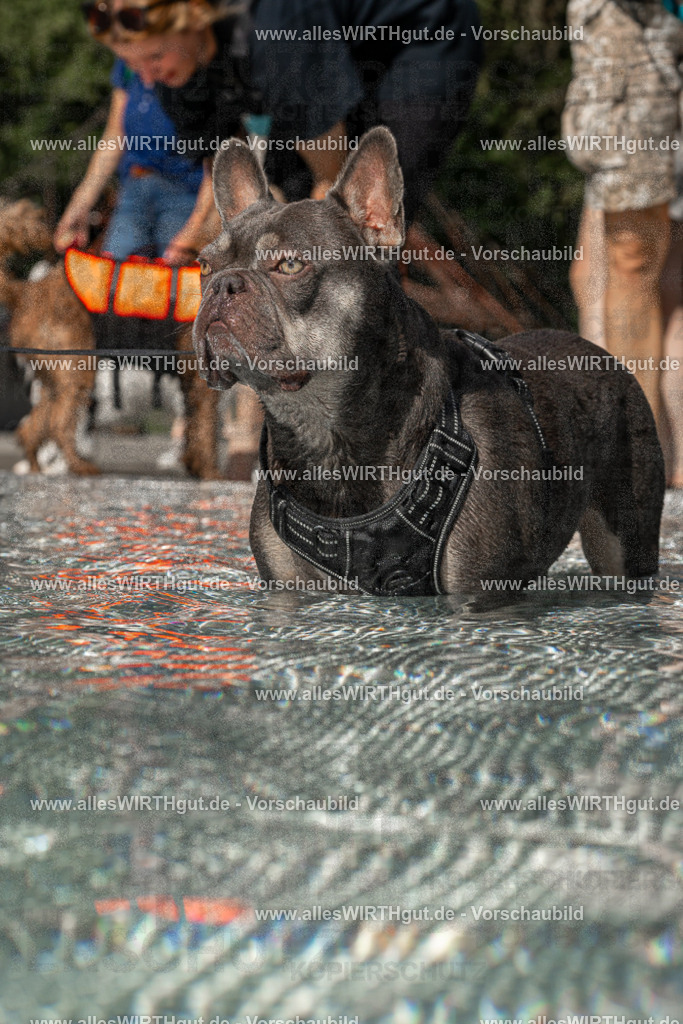 Hundeschwimmen_Volksbad_2026-allesWIRTHgut_Tierfotografie-2609061524-FAY07214 | Professionelle Tierfotografie in Mönchengladbach von Daniel Wirth (allesWIRTHgut). Liebevolle & natürliche Bilder von Hunden & Katzen für unvergessliche Erinnerungen.