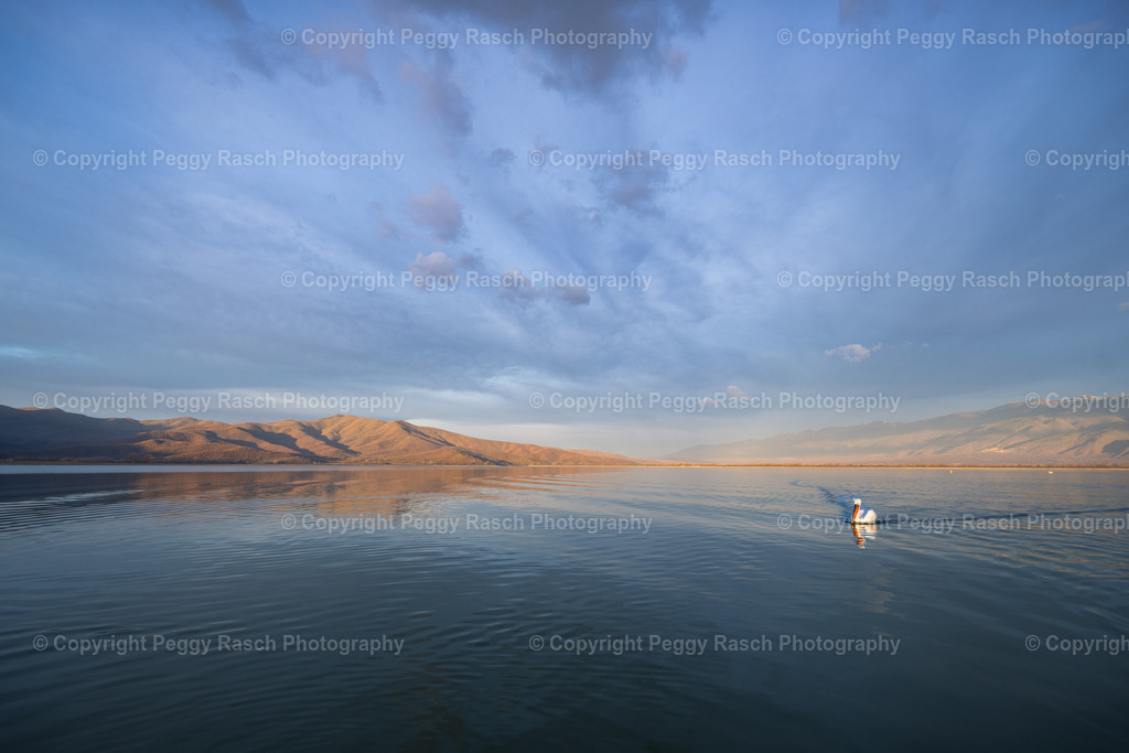 Pelikane weit 2024 (2 von 9) | PeggyRaschPhotography - Realisiert mit Pictrs.com