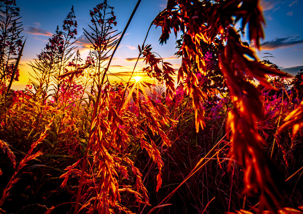 MPI_Blüten_0015 | Herzlich Willkommen im Shop von Michael's Photoimpressionen – Stimmungsvolle Fotografien, aus dem Schwarzwald und der Ortenau, die Licht und Farbe verbinden. Als hochwertige Fine-Art-Prints erhältlich.  - Realisiert mit Pictrs.com