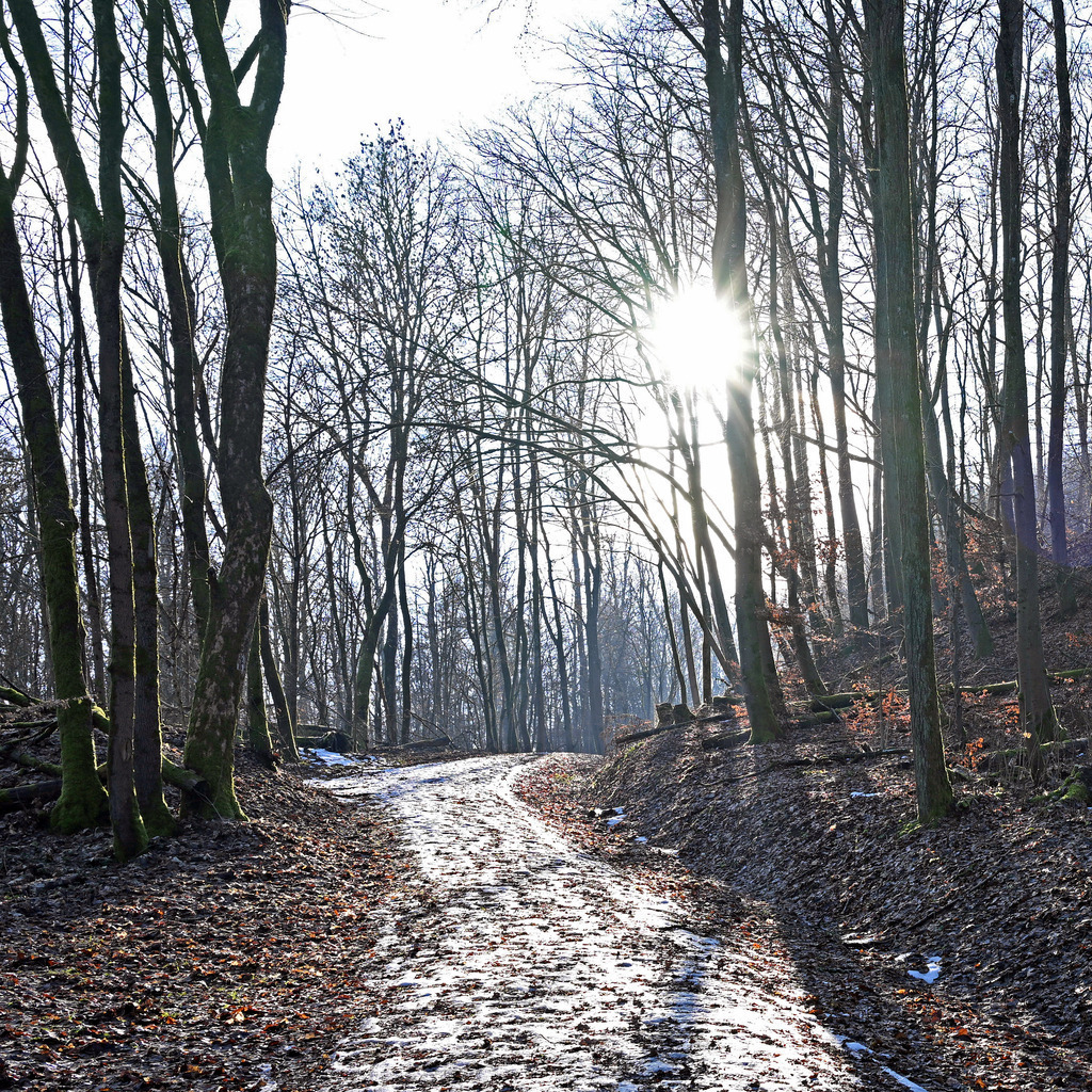 Wald-Bramberg01q | lucisnaturbilder - Realisiert mit Pictrs.com