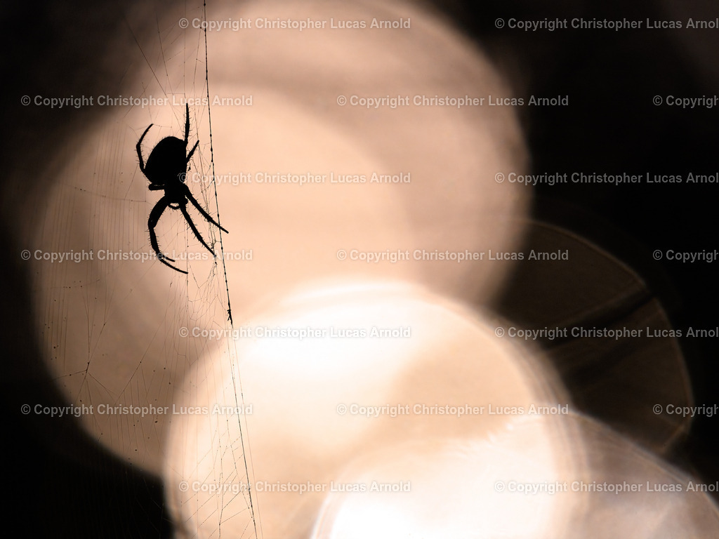 Kreuzspinne im Sonnenlicht | bildkomponist - Realisiert mit Pictrs.com