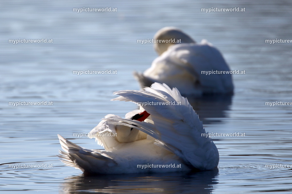 Höckerschwan-139 | Das Bilderarchiv über Tiere, Planzen und Landschaften. In der Bilddatenbank finden Sie ein große Auswahl an hochwertigen Bilder für Ihre Werbung - Realisiert mit Pictrs.com