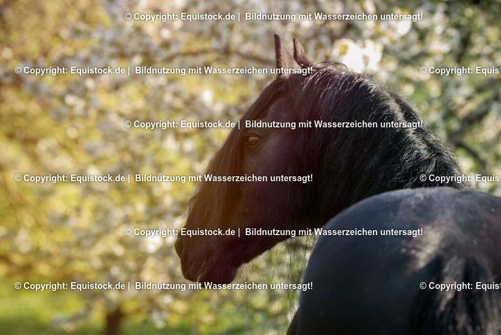 20150423_TOMsPiC_0106 | equistock