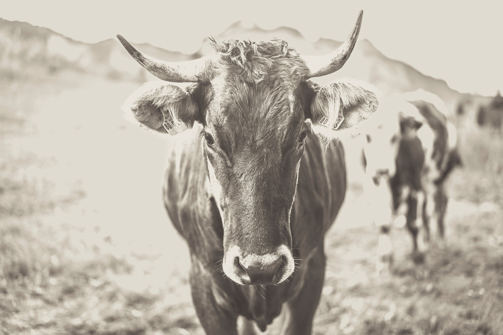 Wandbild - Allgäuer Kuh in Vintage Schwarz Weiss | Michael Helmer - Allgäu Bilder auf Leinwand bestellen