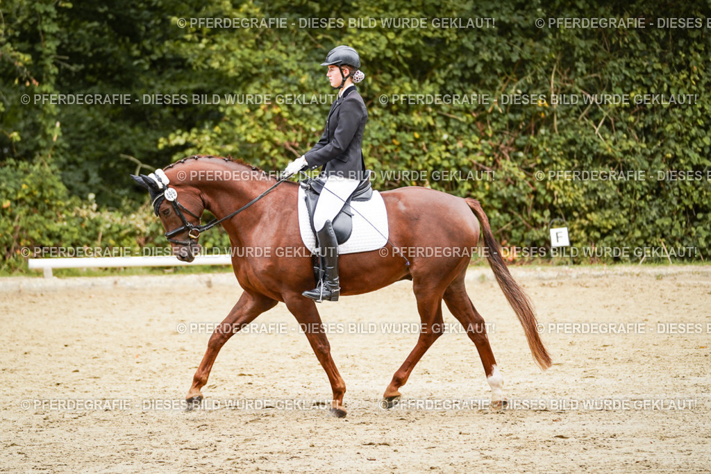 DSC00296 | Pferdegrafie