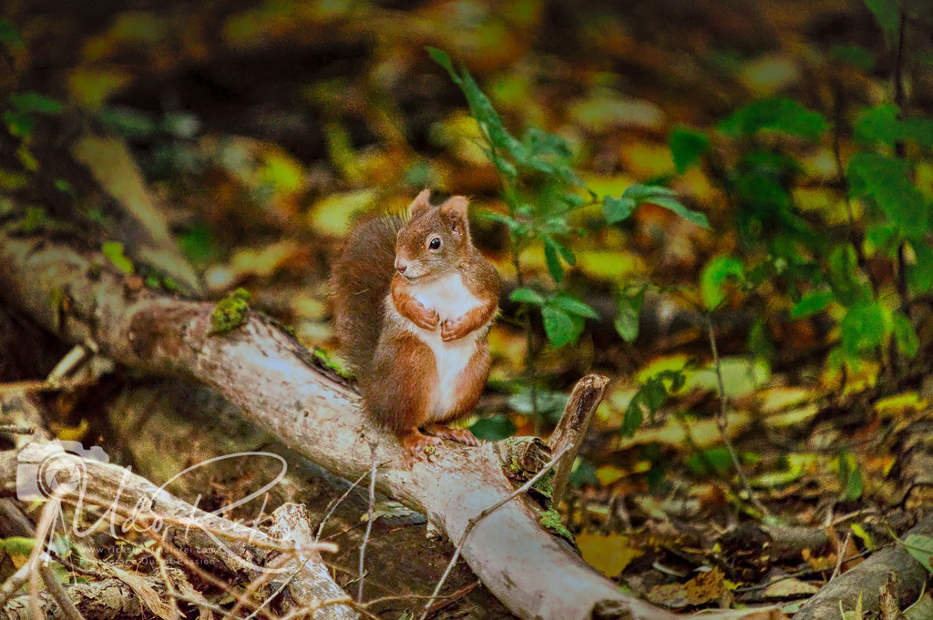 Eichhörnchen10_25 | Entdecken Sie Fotografie aus Leidenschaft: Auftragsfotografie, HD-Fotos, Geschenkartikel aus Ihren Bildern und vieles mehr. Beauftragen Sie uns für besondere Momente!