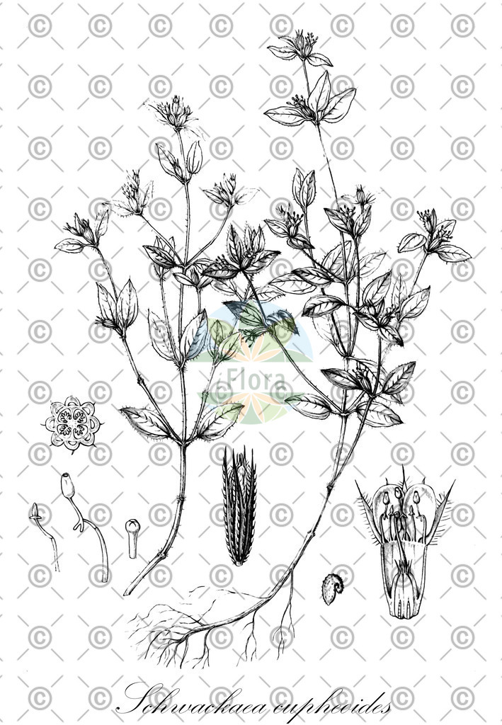 HistAbb_wfo-0001261953_1_ENZY_Simple | Historische Abbildung von Schwackaea cupheoides - Melastomataceae | Historical Illustration of Schwackaea cupheoides - Melastomataceae