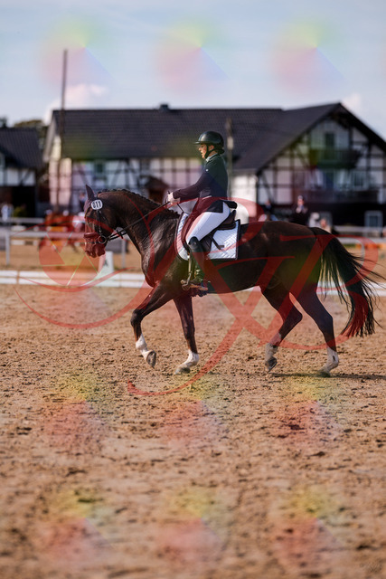 2026_10_03_Siefer-Hof_132608_Z81_79150056 | Professionelle Reitsport-, Turnier- und Eventfotografie von Robert Broda. Galerien mit ausgewählten und bearbeiteten Bildern direkt online ansehen und bestellen.