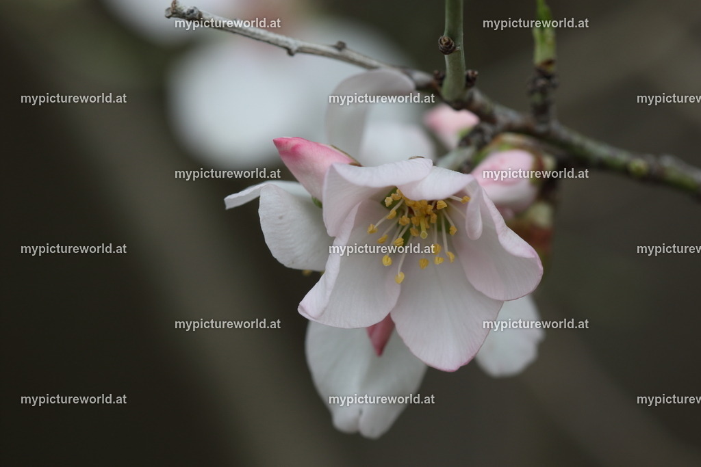 Mandelbaum-003 | Das Bilderarchiv über Tiere, Planzen und Landschaften. In der Bilddatenbank finden Sie ein große Auswahl an hochwertigen Bilder für Ihre Werbung - Realisiert mit Pictrs.com