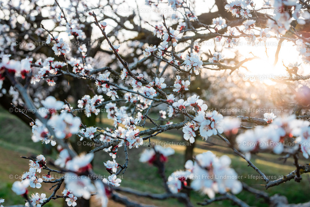 Wachau Marillenbluete 22032023-7578 | Fotos und Fotoprodukte - Realisiert mit Pictrs.com