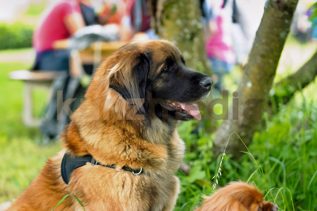 197_65. Reinacher Banntag_kunzmedia.ch | OnlineShop für Bilder kunzmedia.ch