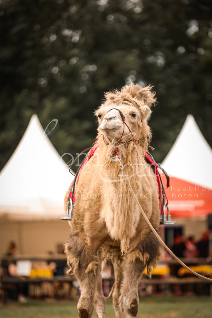 SoShow00049 | Leoni Ertmer Photography - Realisiert mit Pictrs.com