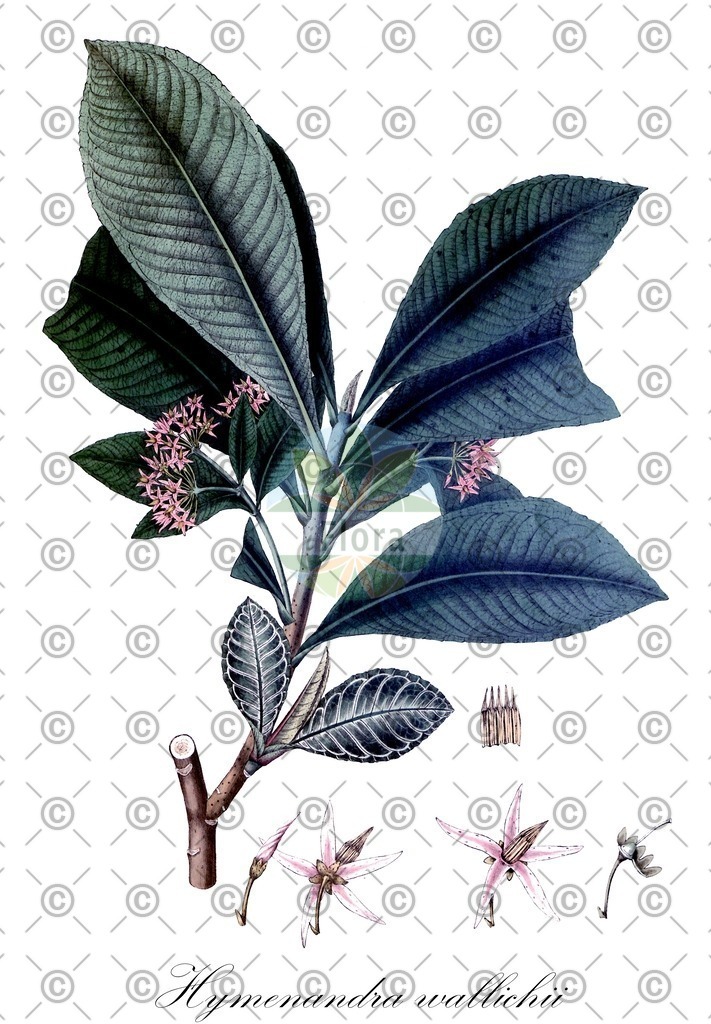 HistAbb_wfo-0000727045_1_ENZY_Simple | Historische Abbildung von Hymenandra wallichii - Primulaceae | Historical Illustration of Hymenandra wallichii - Primulaceae