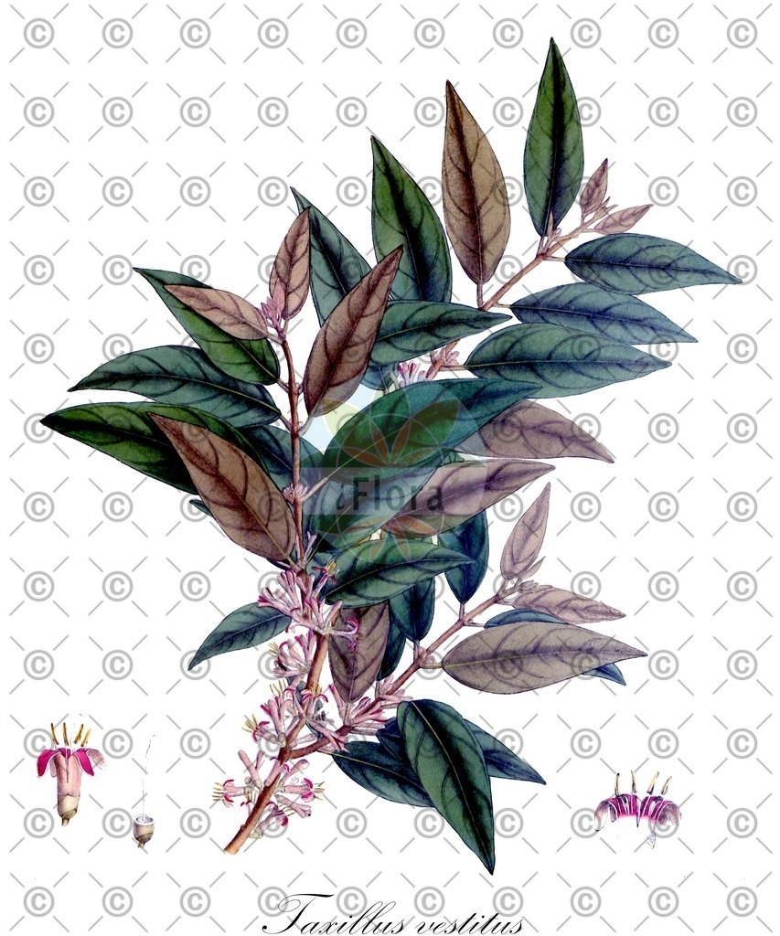 HistAbb_wfo-0000408602_1_ENZY_Simple | Historische Abbildung von Taxillus vestitus - Loranthaceae | Historical Illustration of Taxillus vestitus - Loranthaceae