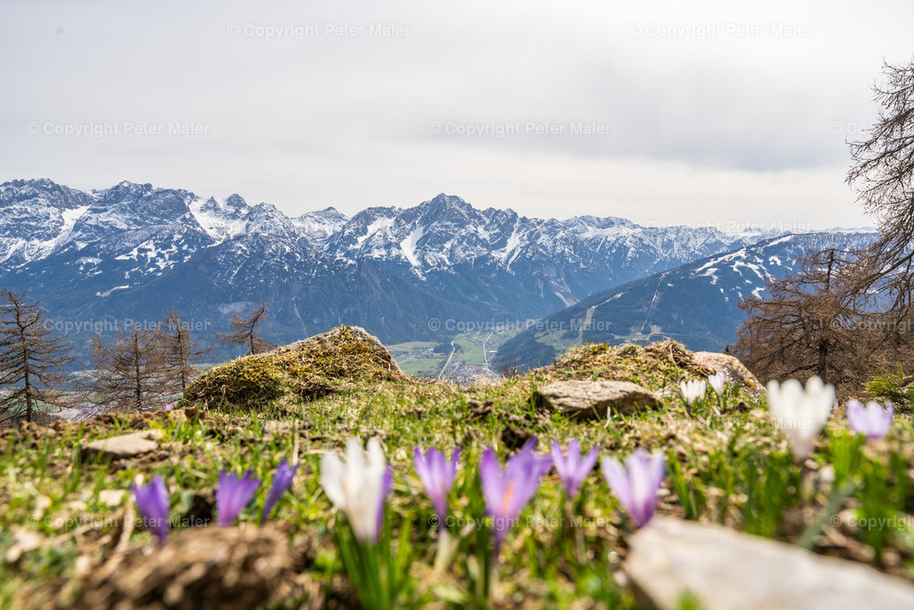 Zettersfeld_Frühling-8 | piet_flosse