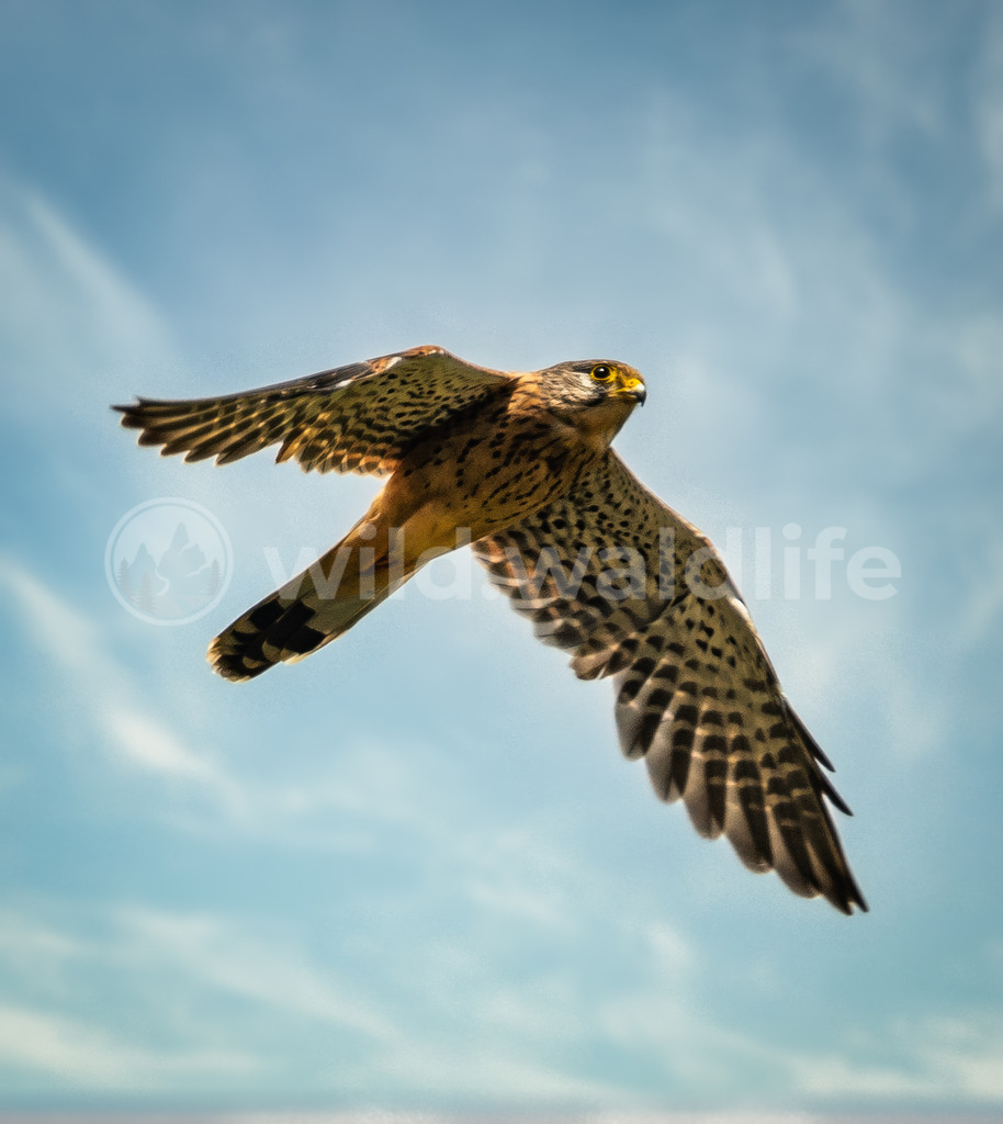 Turmfalke | Ein Turmfalke fliegt an einem Sommertag vor einem leicht bewölkten Himmel - Realisiert mit Pictrs.com