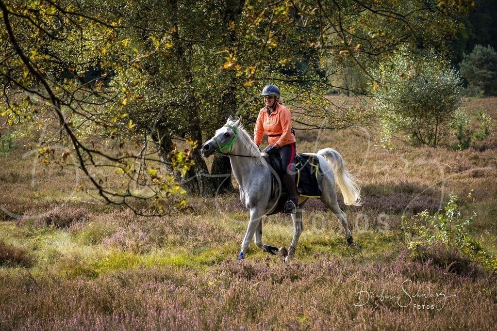 DdLH-WehlenerHeide_2025-09-20_34 | Fotografie, Veranstaltungs-Fotografie, Pferde-Fotografie, Landschafts-Fotografie, Reise-Fotografie - Realisiert mit Pictrs.com