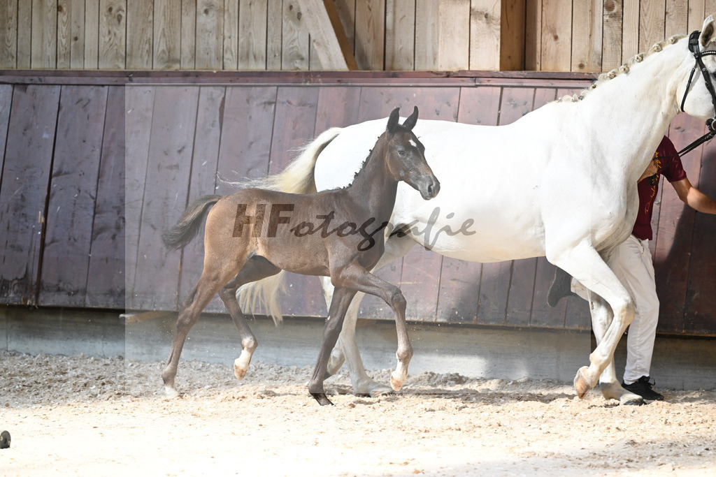Kat-Nr. 25 HF Dynamic Dream x Serano Gold_Lommel_32240260 | hf-fotografie - Realizzato con Pictrs.com