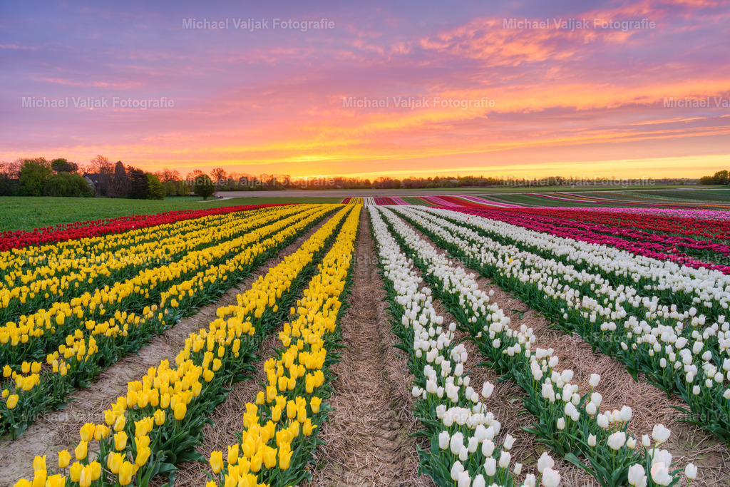 Tulpenfeld bei Sonnenaufgang | Herrlicher Sonnenaufgang bei einem Tulpenfeld im Rheinland. - Realisiert mit Pictrs.com