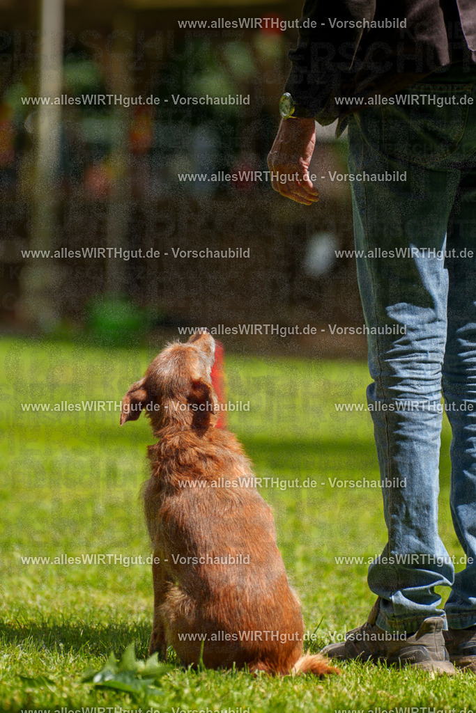 @allesWIRTHgut_Tierfotografie - www.allesWIRTHgut.de - 121750-7R508818 | Professionelle Tierfotografie in Mönchengladbach von Daniel Wirth (allesWIRTHgut). Liebevolle & natürliche Bilder von Hunden & Katzen für unvergessliche Erinnerungen.