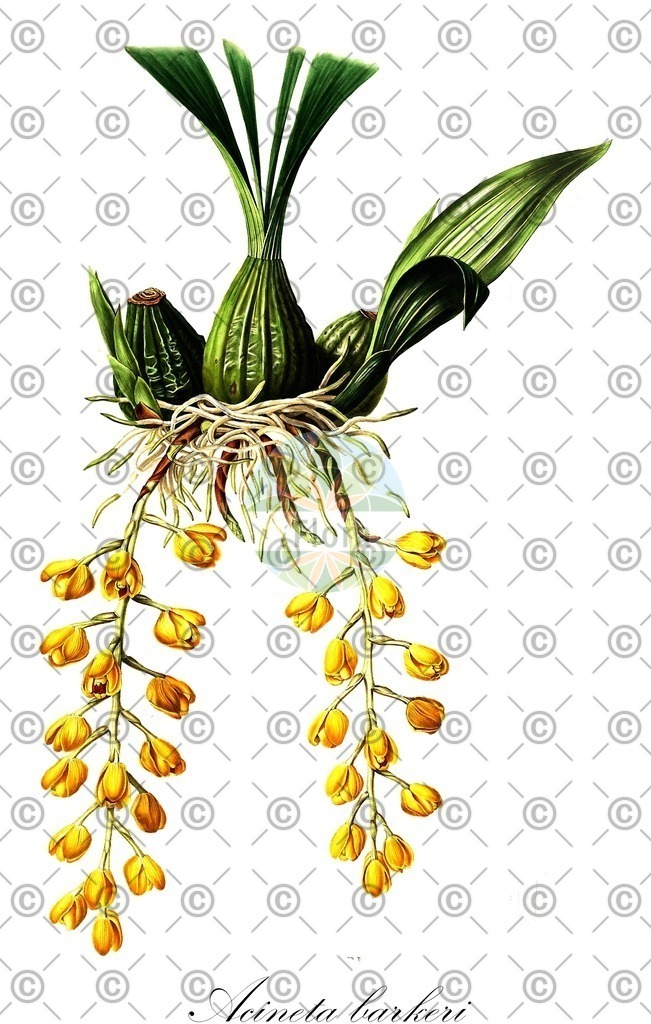 HistAbb_wfo-0000314769_1_ENZY_Simple | Historische Abbildung von Acineta barkeri - Orchidaceae | Historical Illustration of Acineta barkeri - Orchidaceae