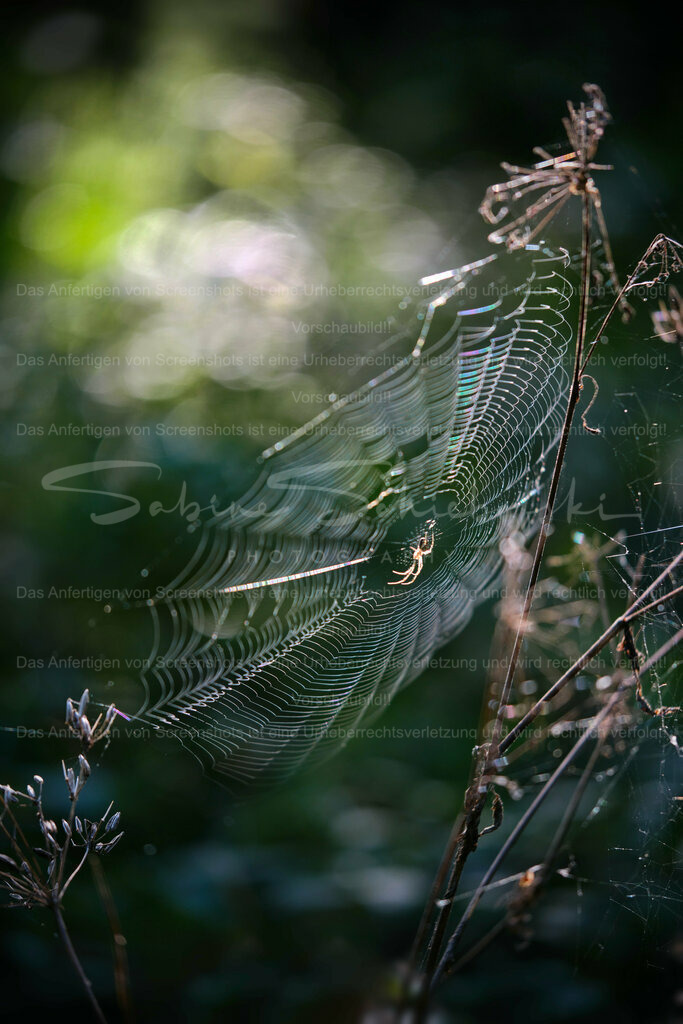 Wandbild Spinnen Kunstwerk | People- und Tierfotografie, Imageaufnahmen, Veranstaltungsfotografie und Wandbilder aus der Natur ★ Made in Germany ✔️ Druck + Downloads ✔️ Naturfotografie in Top Qualität ★ schneller Versand, weltweite Lieferung! - Realisiert mit Pictrs.com