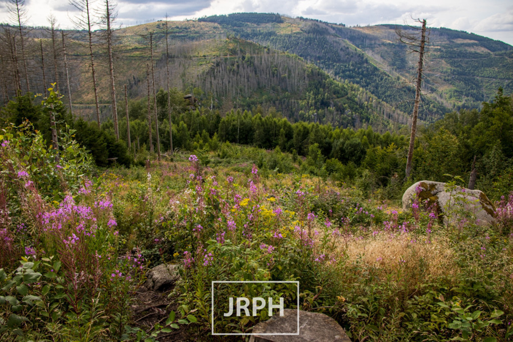 IMG_7896 | jrph - Realisiert mit Pictrs.com