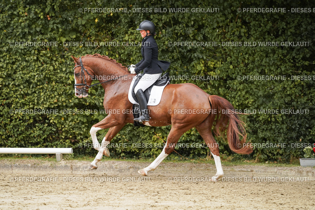 DSC00437 | Pferdegrafie