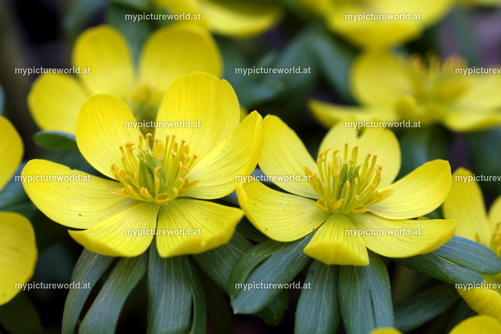 Winterling-005 | Das Bilderarchiv über Tiere, Planzen und Landschaften. In der Bilddatenbank finden Sie ein große Auswahl an hochwertigen Bilder für Ihre Werbung - Realisiert mit Pictrs.com