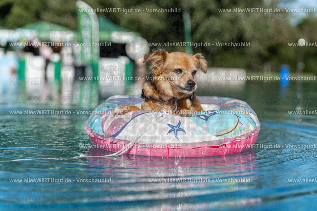 Hundeschwimmen_Volksbad_2026-allesWIRTHgut_Tierfotografie-2609061049-095906-7R509249 | Professionelle Tierfotografie in Mönchengladbach von Daniel Wirth (allesWIRTHgut). Liebevolle & natürliche Bilder von Hunden & Katzen für unvergessliche Erinnerungen.