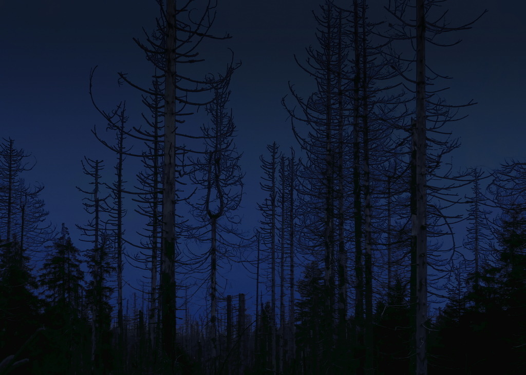 Neumond im Oberharz | Vertrocknete Fichten ragen in den tiefblauen Abendhimmel - Realisiert mit Pictrs.com