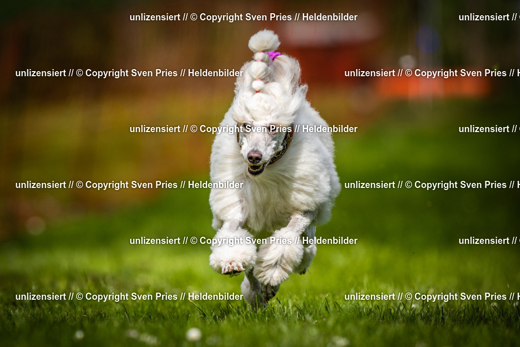 Sven Pries | 2025-04-13 - Hunderennen Baden-Baden - Realisiert mit Pictrs.com