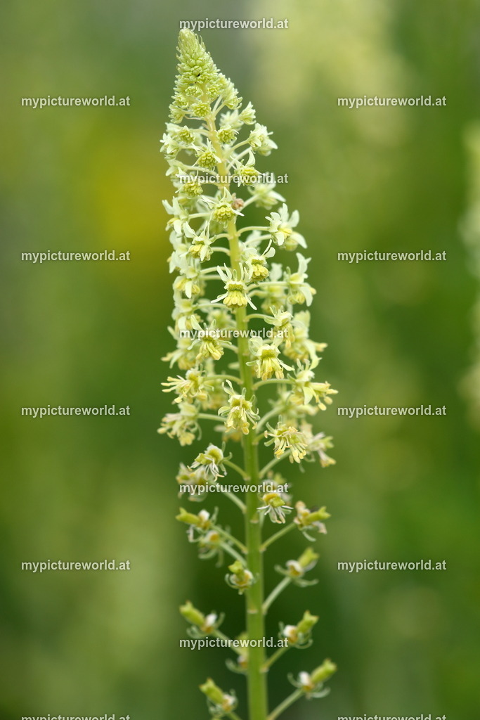 Gelber Wau-001 | Das Bilderarchiv über Tiere, Planzen und Landschaften. In der Bilddatenbank finden Sie ein große Auswahl an hochwertigen Bilder für Ihre Werbung - Realisiert mit Pictrs.com