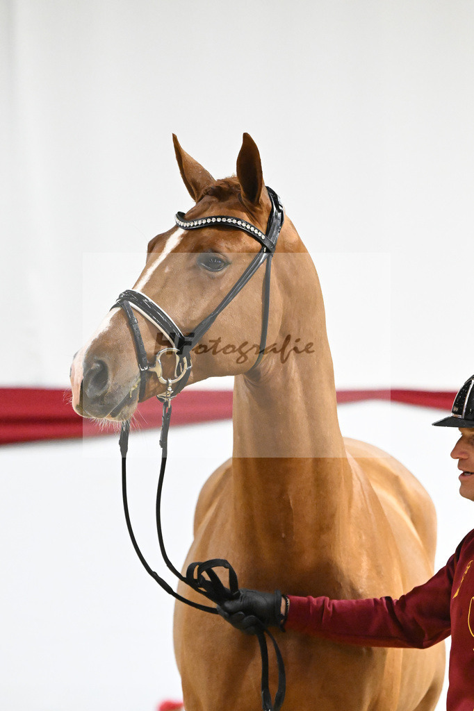 Kat-Nr. 14 v. Escamillo_Rhenania Pferde_63220204 | hf-fotografie - Realizzato con Pictrs.com