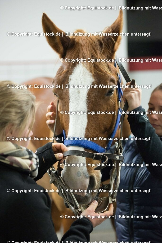 20170113_Maulgatter_0002 | Foto: Thomas Hartig