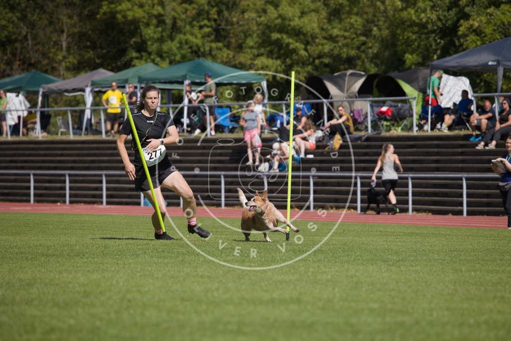 0L8A6764 | Hundefotografie, Tierfotograf, Pfotenfotografie, Fotoshooting Hund, Hunde Portrait, Hundesport, Hundeportraits, Heideshooting, Hunde, Sportfotograf, Hundefotograf, Turnierhundsport, THS,  - Realisiert mit Pictrs.com