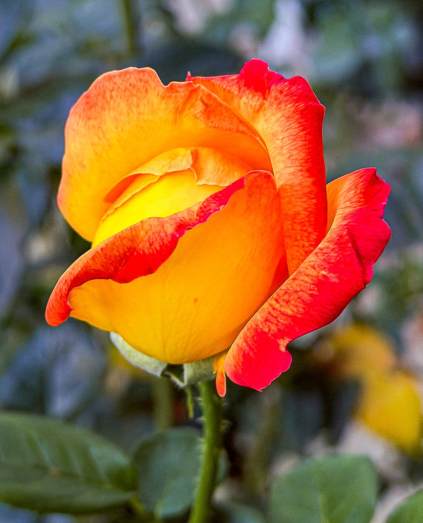 Wandbild Kunstdruck Poster Blumen – Rose Orange Gelb Makrofotografie Natur | Erlebe Galerie-Qualität für deine WohlfühloasenHolen Sie sich mit diesem einzigartigen Kunstwerk ein echtes optisches Highlight an Ihre Wände. Ob als stilvoller Blickfang im Wohnzimmer, als Motivationsschub im modernen Büro, als eleganter Akzent im Loft oder als beruhigendes Element im Schlafzimmer – dieses florale Motiv passt sich perfekt an Ihren anspruchsvollen Lebensstil an. Jeder Druck wird nach höchsten Qualitätsstandards für Sie gefertigt. Sie haben die Wahl zwischen drei echten Premium-Materialien:• Premium-Leinwand: Klassisch, strukturstark und mit warmer Ausstrahlung.• Alu-Dibond: Modern, matt, absolut elegant und ohne Spiegelungen.• Acrylglas: Atemberaubende Tiefenwirkung, brillante Farben und edler Hochglanz.Machen Sie Schluss mit langweiligen Wänden und investieren Sie in Kunst, die Ihr Zuhause Tag für Tag aufwertet. - Realisiert mit Pictrs.com