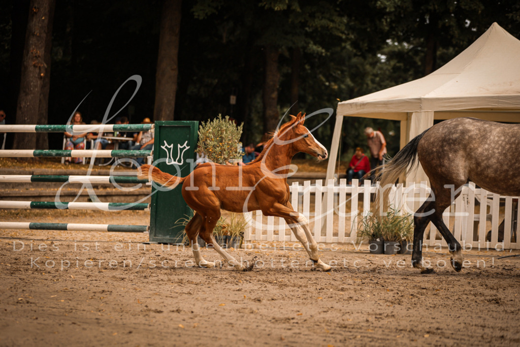 SaPA00157 | Leoni Ertmer Photography - Realisiert mit Pictrs.com