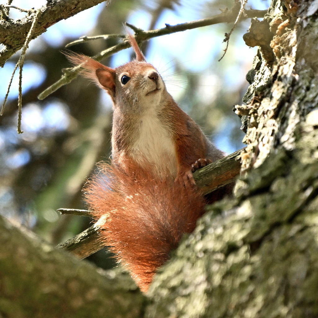 Eichhörnchen01q | lucisnaturbilder - Realisiert mit Pictrs.com