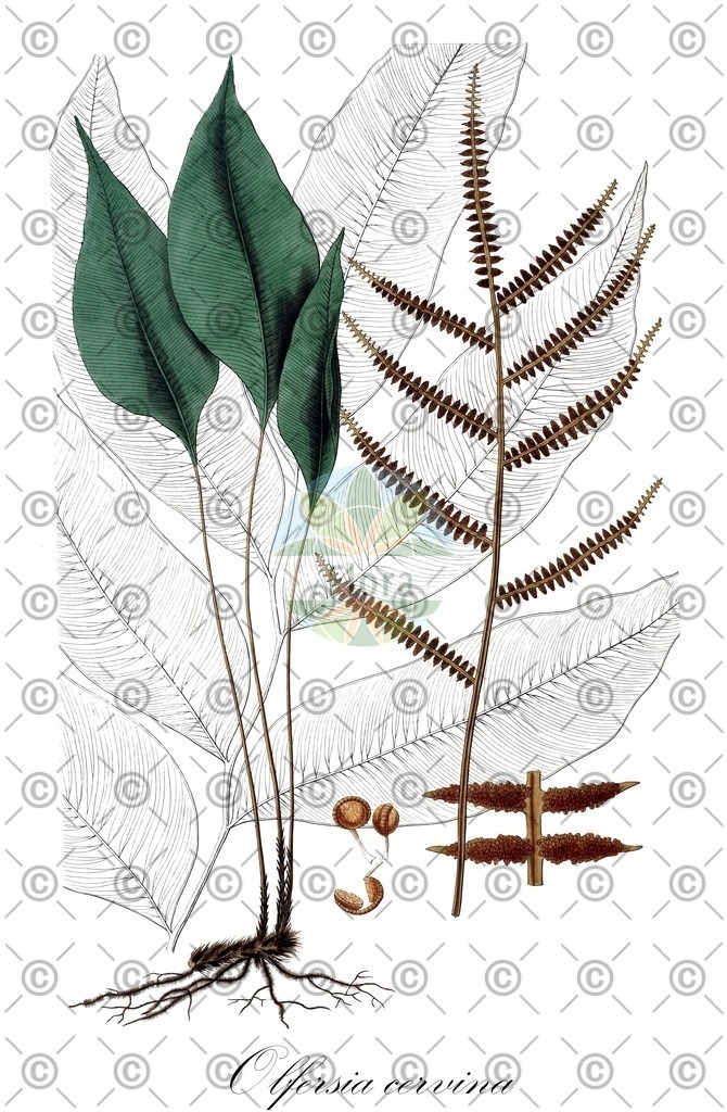 HistAbb_wfo-0000037571_1_ENZY_Simple | Historische Abbildung von Olfersia cervina - Dryopteridaceae | Historical Illustration of Olfersia cervina - Dryopteridaceae