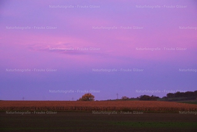 Morgenlicht im Herbst | Naturfotografie Frauke Gläser - Realisiert mit Pictrs.com