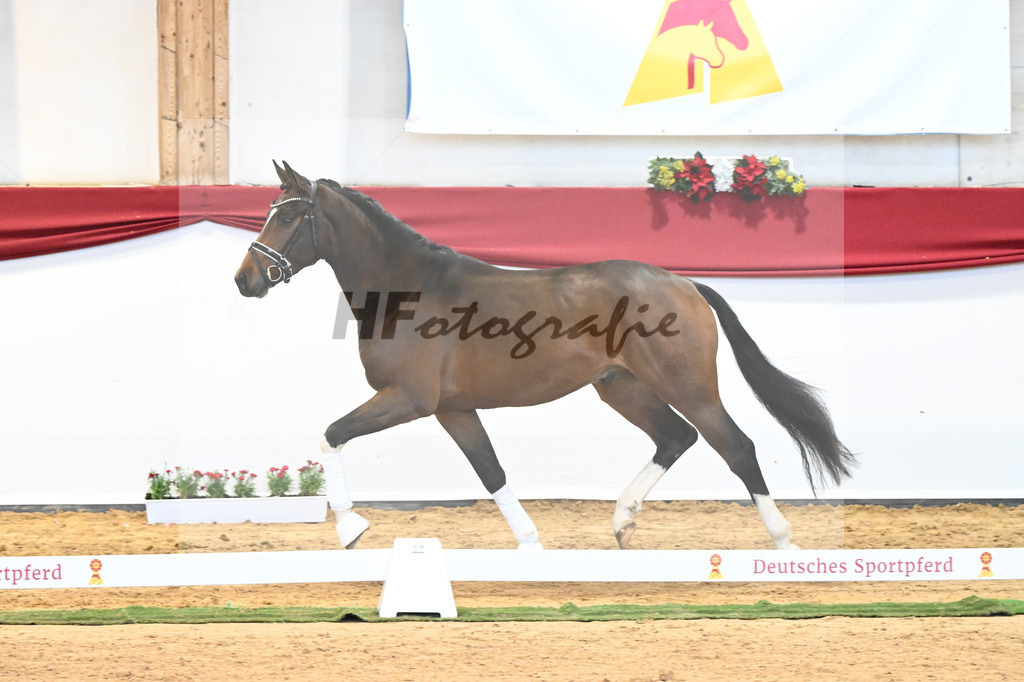 Kat-Nr. 14 Christ x Quattro B_Goeth_43231696 | hf-fotografie - Realisiert mit Pictrs.com