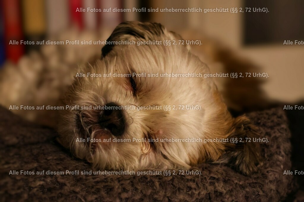 20240226213004_0C4A1975-01_2 | krollfotografie - Realisiert mit Pictrs.com