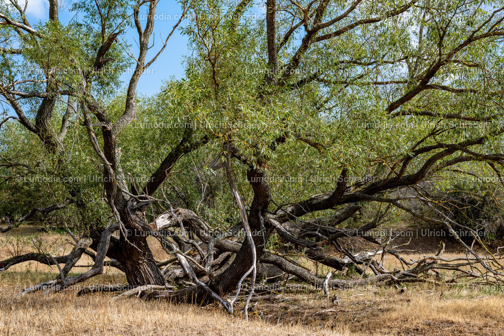 10049-12568 - Am Elberadweg | Stockfoto und Bilderpool mit Bildmaterial aus Deutschland, dem Harz, Halberstadt, Quedlinburg, Wernigerode und weltweit. Qualitativ hochwertige und professionelle Fotos anschauen und kaufen. - Realisiert mit Pictrs.com