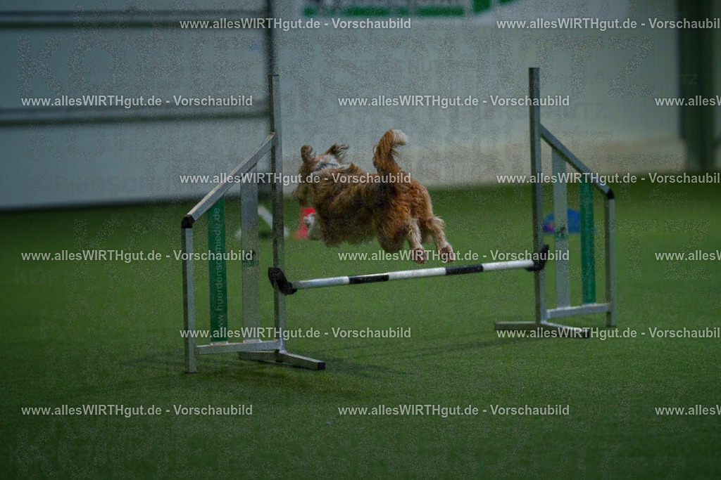 7R503419 | Professionelle Tierfotografie in Mönchengladbach von Daniel Wirth (allesWIRTHgut). Liebevolle & natürliche Bilder von Hunden & Katzen für unvergessliche Erinnerungen.